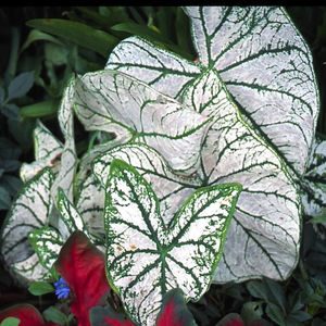 Caladium