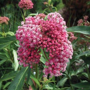Asclepias
