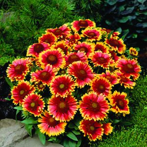 Gaillardia