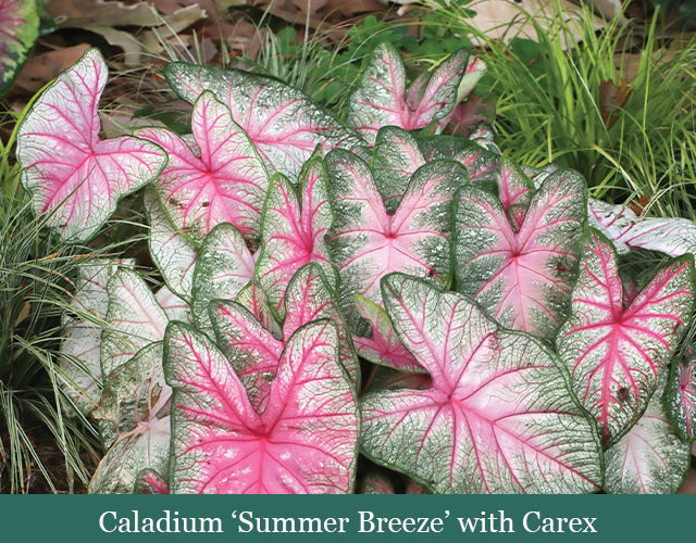 Brent and Beckys Bulbs -Caladium ‘Summer Breeze’ with Carex