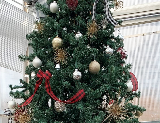Brent and Beckys Bulbs- Dried allium blooms on christmas tree