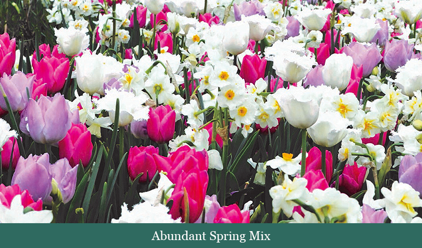 Brent and Beckys Bulbs-Virginia-Abundant Spring Mix​