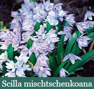 Brent and Beckys Bulbs-Virginia-BLUE SCILLA