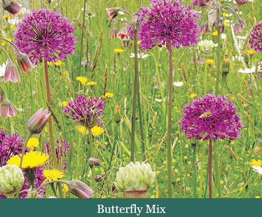 Brent and Beckys Bulbs-Virginia-Butterfly Mix​