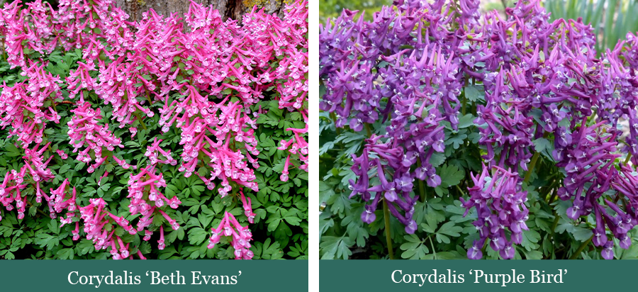 Brent and Beckys Bulbs-Virginia-cyclamen varieties