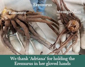 Brent and Beckys Bulbs-Virginia-Demanding Bulbs-Eremurus Romance and stephanophalis