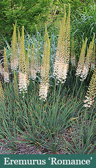 Brent and Beckys Bulbs-Virginia-Demanding Bulbs-Eremurus Romance