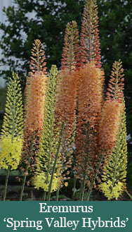 Brent and Beckys Bulbs-Virginia-Demanding Bulbs-Eremurus Spring Valley Hybrids