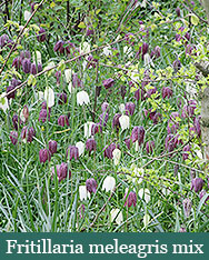 Brent and Beckys Bulbs-Virginia-Demanding Bulbs-Fritillaria meleagris mix​