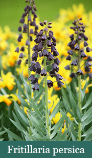 Brent and Beckys Bulbs-Virginia-Demanding Bulbs-Fritillaria persica​
