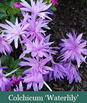 Brent and Beckys Bulbs-Virginia-Fall Blooming Bulbs-Colchicum Waterlily