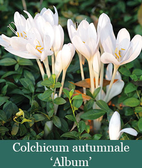 Brent and Beckys Bulbs-Virginia-Fall Blooming Bulbs-Colchicum autumnale Album