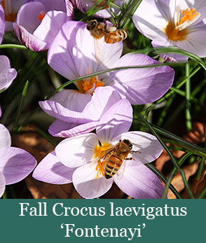Brent and Beckys Bulbs-Virginia-Fall Blooming Bulbs-Fall Crocus laevigatus Fontenayi