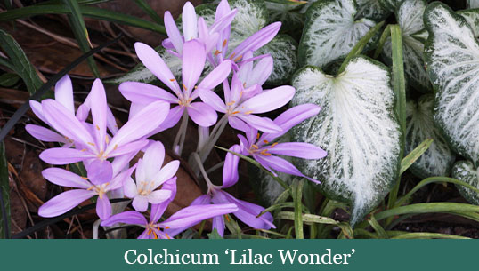 Brent and Beckys Bulbs-Virginia-Fall Blooming Bulbs-colchicum lilac wonder