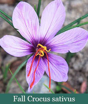 Brent and Beckys Bulbs-Virginia-Fall Blooming Bulbs-fall crocus sativus