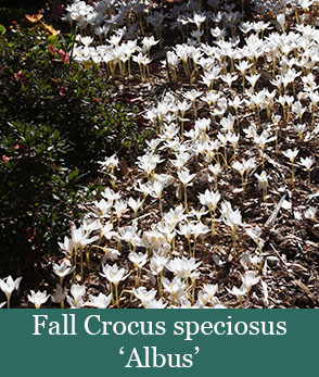 Brent and Beckys Bulbs-Virginia-Fall Blooming Bulbs-fall crocus speciosus albus