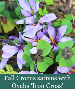 Brent and Beckys Bulbs-Virginia-Fall Blooming Bulbs-fall crocus with iron cross oxalis