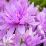 Fall-Planted, Fall-Blooming Bulbs for a Colorful Grand Finale