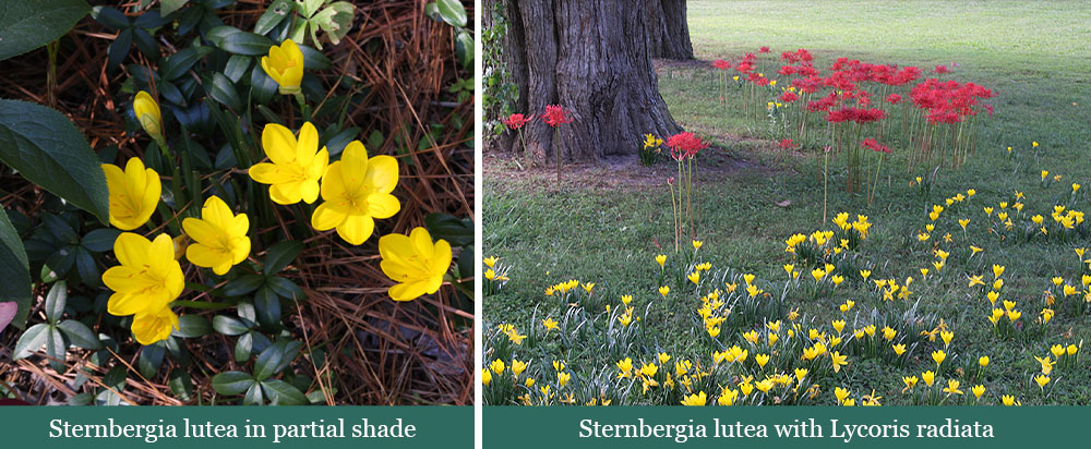 Brent and Beckys Bulbs-Virginia-Fall Blooming Bulbs-sternbergia lutea