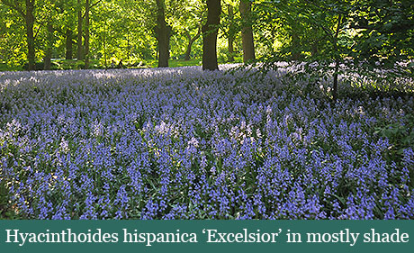 Brent and Beckys Bulbs-Virginia-Favorite Adaptable Bulbs-Hyacinthoides hispanica Excelsiorn mostly shade​
