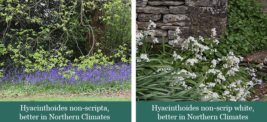 Brent and Beckys Bulbs-Virginia-Favorite Adaptable Bulbs-Hyacinthoides in Northern Climates​