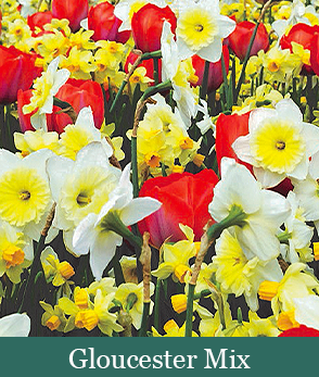 Brent and Beckys Bulbs-Virginia-Gloucester Mix​