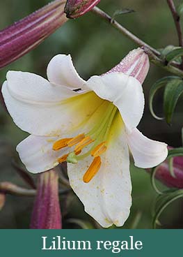 Brent and Beckys Bulbs-Virginia-Lovely Lilies-Lilium regale