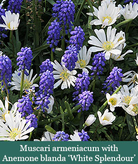 Brent and Beckys Bulbs-Virginia-Muscari Grape Hyacinth-Muscari armeniacum with​anemone white splendour