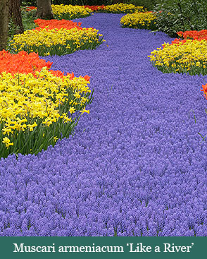 Brent and Beckys Bulbs-Virginia-Muscari Grape Hyacinth-Muscari armeniacum​ like a river