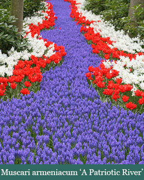 Brent and Beckys Bulbs-Virginia-Muscari Grape Hyacinth-Muscari armeniacum​ patriotic river
