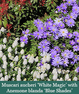 Brent and Beckys Bulbs-Virginia-Muscari Grape Hyacinth-Muscari aucheri White Magic