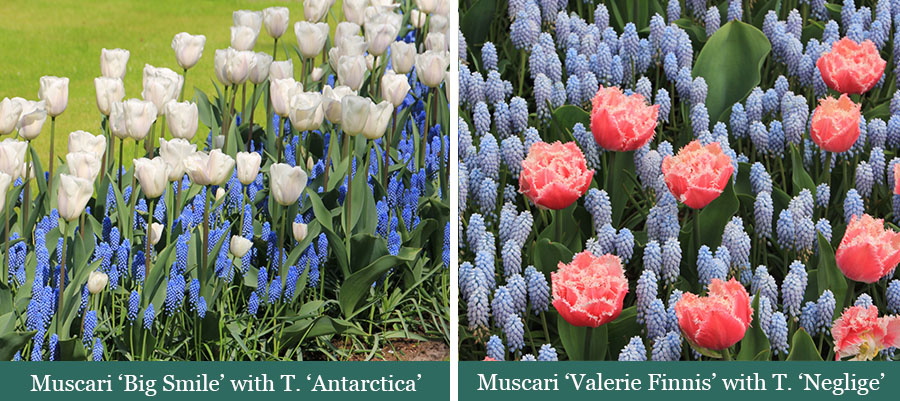 Brent and Beckys Bulbs-Virginia-Muscari Grape Hyacinth-assorted muscari with complementary flowers