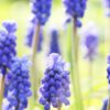 Brent and Beckys Bulbs-Virginia-Muscari Grape Hyacinth-muscari flowers
