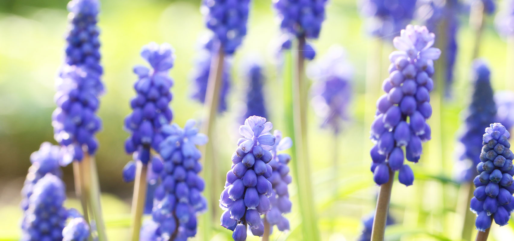 Brent and Beckys Bulbs-Virginia-Muscari Grape Hyacinth-muscari flowers