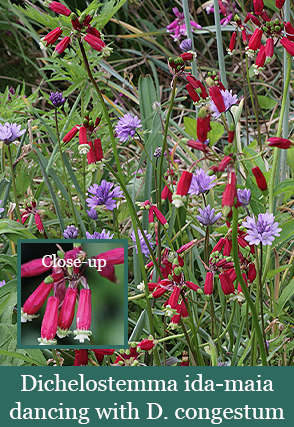 Brent and Beckys Bulbs-Virginia-Native Bulbs-Dichelostemma ida-maia