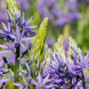 Brent and Beckys Bulbs-Virginia-Native Bulbs--camassia flower