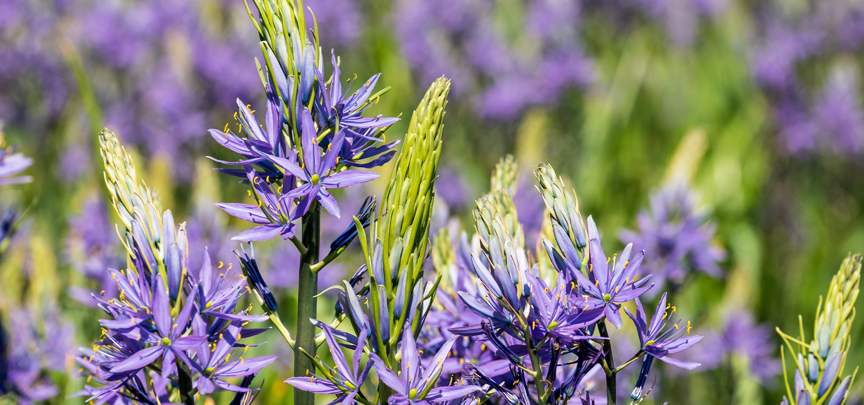 Brent and Beckys Bulbs-Virginia-Native Bulbs--camassia flower