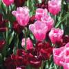 Brent and Beckys Bulbs-Virginia-Queens Mix​