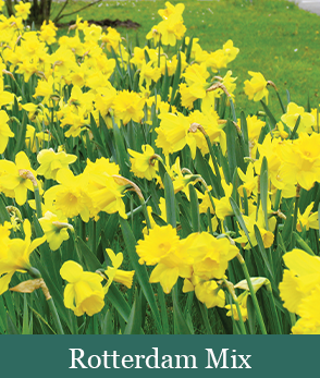 Brent and Beckys Bulbs-Virginia-Rotterdam mix