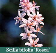 Brent and Beckys Bulbs-Virginia-Scilla bifolia ‘Rosea’​