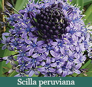 Brent and Beckys Bulbs-Virginia-Scilla peruviana​