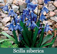 Brent and Beckys Bulbs-Virginia-Scilla siberica​1