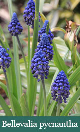 Brent and Beckys Bulbs-Virginia-Strong enough to Stand Alone-Bellevalia pycnantha​