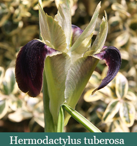 Brent and Beckys Bulbs-Virginia-Strong enough to Stand Alone-Hermodactylus tuberosa​