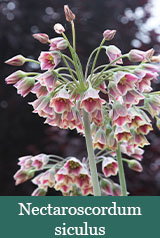 Brent and Beckys Bulbs-Virginia-Strong enough to Stand Alone-Nectaroscordum siculus​