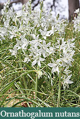 Brent and Beckys Bulbs-Virginia-Strong enough to Stand Alone-Ornathogalum nutans​