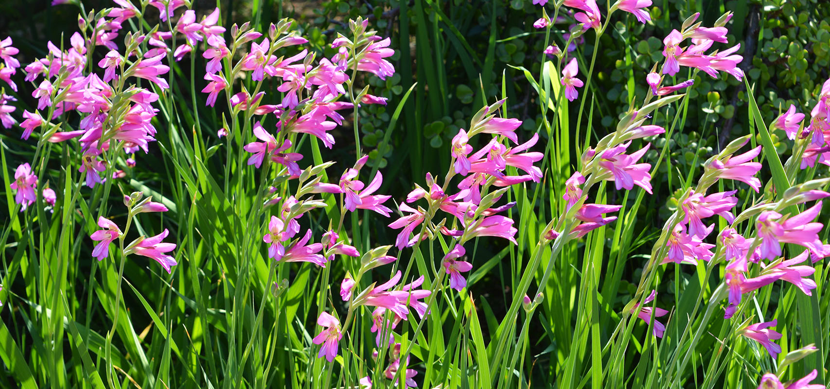 Blog Brent & Becky's Bulbs