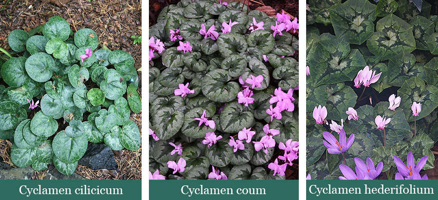 Brent and Beckys Bulbs-Virginia-cyclamen varieties