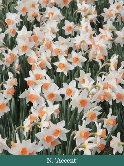 Brent and Beckys Bulbs-Virginia-n accent