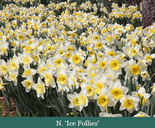 Brent and Beckys Bulbs-Virginia-n. ice follies